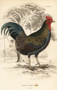 Kırmızı orman kuşu, Gallus gallus javanicus