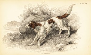 Setter, Canis lupus familyis (Canis indeksi) by William Home Lizars