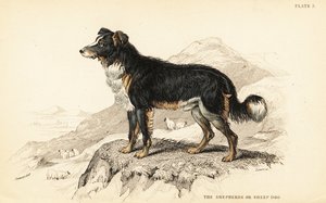 Çoban köpeği veya çoban köpeği, Canis lupus familyis (Canis domesticus) by William Home Lizars