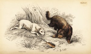 Pürüzsüz kaplamalı teriyer ve İskoç veya tel tüylü teriyer, Canis lupus aşinalık (Canis terarius) by William Home Lizars