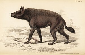 Çizgili sırtlan, Hyaena hyaena (Çölün çıplak sırtlan, Hyaena vulgaris)