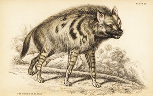 Çizgili sırtlan, Hyaena sırtlan by William Home Lizars