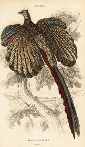 Büyük argus, Argusianus argus (Argus sülün veya devasa argus, Argus giganteus) by William Home Lizars