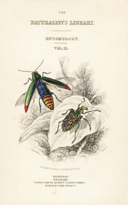 Mücevher böceği skeç, Chrysochroa fulminans ve yama kanatlı elmas böceği, Curculio splendens ile başlık sayfası by William Home Lizars