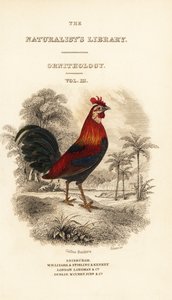 Kırmızı orman kuşları (Javan), Gallus gallus bankiva skeçli başlık sayfası by William Home Lizars