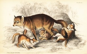 Kızıl tilki çeşitleri, Vulpes vulpes, yavrularıyla birlikte (Bavyera Kömür tilkisi, Vulpes alopex) by William Home Lizars