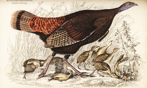 Yabani hindi, dişi ve genç, Meleagris gallopavo by William Home Lizars
