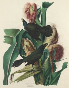 Mor Grackle