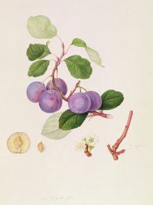 Royale Erik, 1815