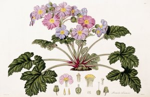 Primula Sinensis, 1821-1826 by William Hooker