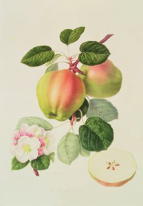Hollandalı Codlin, 1820