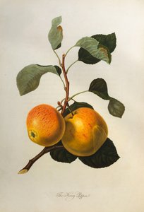 Kerry Pippin, "Pomona Londinensis"ten, 1818
