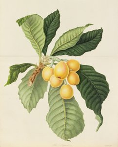 ಲೊಕ್ವಾಟ್ ಟರ್ಕಿ