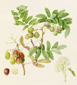 Armut Şeklinde Servis Yengeç Elma, 1820 by William Hooker