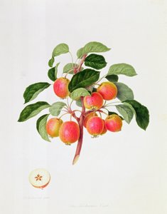 Tartar Yengeç Elması, 1819