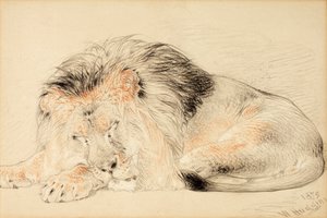 Aslan Çalışması, 1879 (kağıt üzerinde tebeşir)