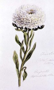 Çin Aster, Bayswater