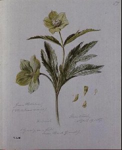 Yeşil Hellebore, Brantwood