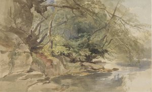 Bristol yakınlarındaki Stapleton Wood