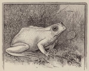  by William James Webbe