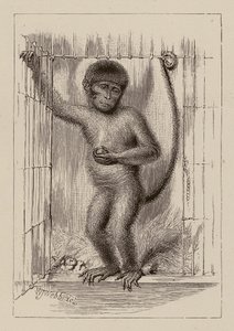  by William James Webbe