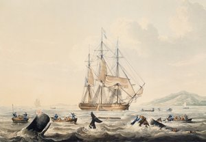 Güney Denizlerinde Balina Avı, gravür William John Huggins (1781-1845), 44x57 cm