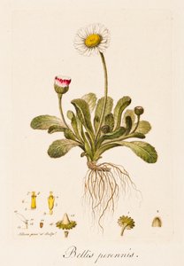 Bitmeyen savaşlar, Daisy, c1770-1790