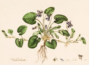 Viola odorata, Tatlı Menekşe, c1770-1790.