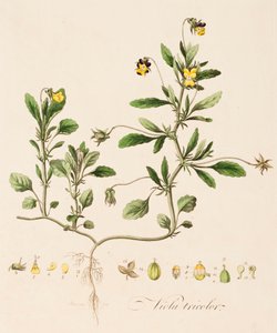 Viyola üç renkli, Yabani Hercai Menekşe, c1770-1790.