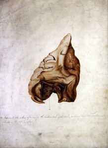 Beyin Çalışması I, c.1850 (kağıt üzerine suluboya) by William Lover