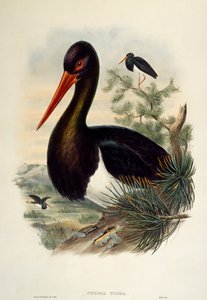 Kara Leylek (Ciconia nigra), Büyük Britanya Kuşları