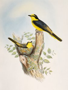 Kahverengi sırtlı Minivet (Pericrocotus cantonensis), Birds of Asia