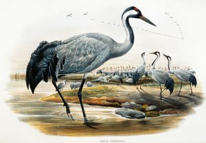Ortak Turna (Grus cinerea), Büyük Britanya Kuşları