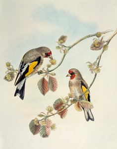 Avrupa sakası (Carduelis carduelis caniceps), Asya Kuşları