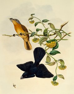 Ochre başlı Sinekkapan (Myiagra cervinicauda), gravür William Matthew Hart (1830-1908), Birleşik Krallık by William Matthew Hart
