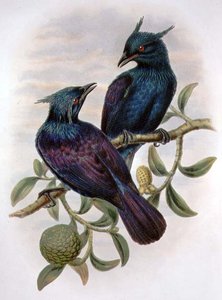 Phonygama Purpureiviolacea (renkli taş) by William Matthew Hart