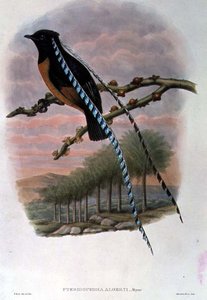 Pteridophora Alberti, Saksonya Cennet Kuşu Kralı (renkli taş)