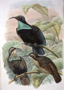 Ptiloris Paradiseus, Tüfek Cennet Kuşu (renkli taş) by William Matthew Hart