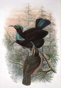 Ptiloris Victoriae, Victoria Tüfeği Cennet Kuşu (renkli taş)