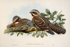 Kızıl boyunlu Nightjar (Caprimulgus ruficollis), Büyük Britanya Kuşları