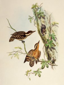 Sunda Ağaçkakan (Dendrocopos moluccensis), Birds of Asia