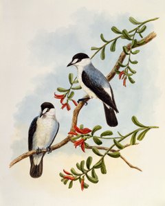 Torrent Robin (Monachella muelleriana), gravür William Matthew Hart (1830-1908), Birleşik Krallık