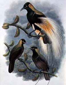 Trichoparadisea Gulielmi (renkli taş)