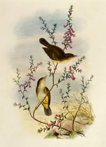 Beyaz Benekli Sinekkapan (Pseudogerygone notata), gravür William Matthew Hart (1830-1908), Birleşik Krallık by William Matthew Hart