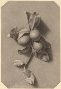 Bir Dal Erik by William Michael Harnett