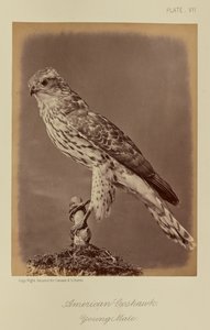  by William Notman