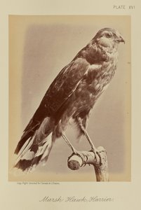  by William Notman