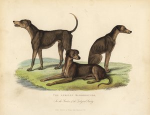 Zooloji Derneği Bahçelerinde Afrika Tazıları. by William Smellie