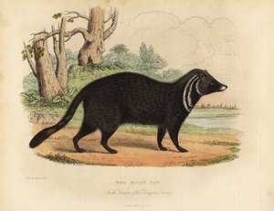 Afrika misk kedisi, Civettictis civetta.
