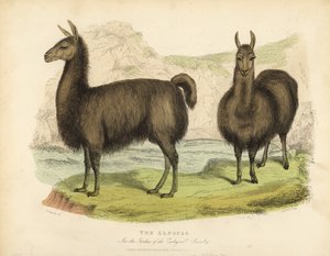 Alpaka, Vicugna pacos. by William Smellie